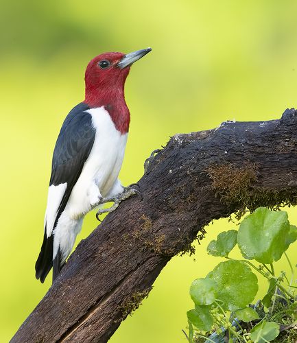 Красноголовый меланерпес - Red-headed woodpecker