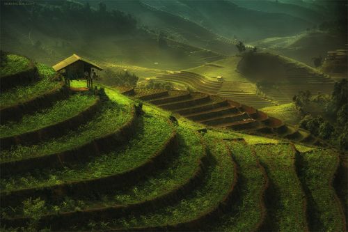 Rice terraces *