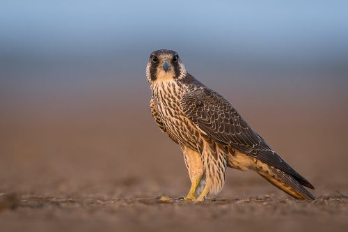 Falcon in last light