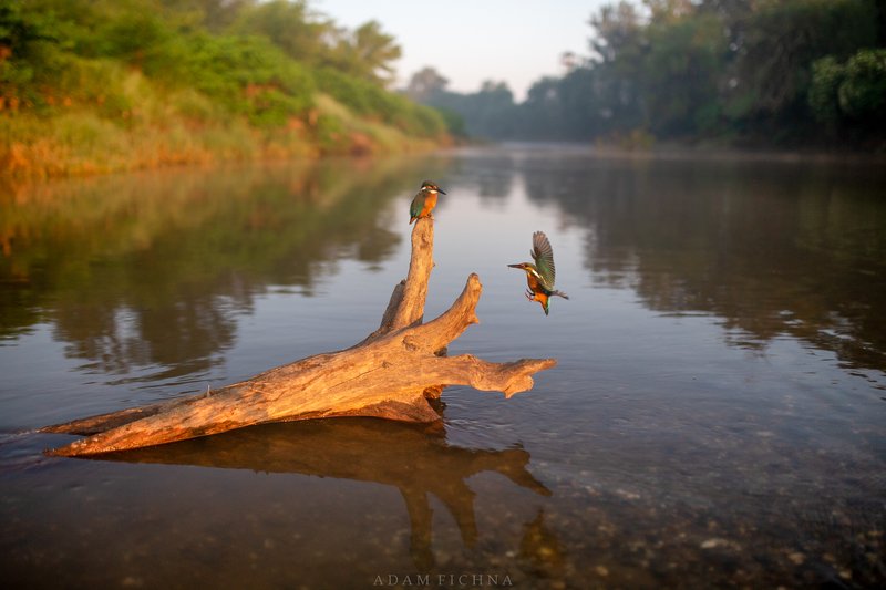 kingfisher, bird, wildlife, river, water, Kingfishersphoto preview