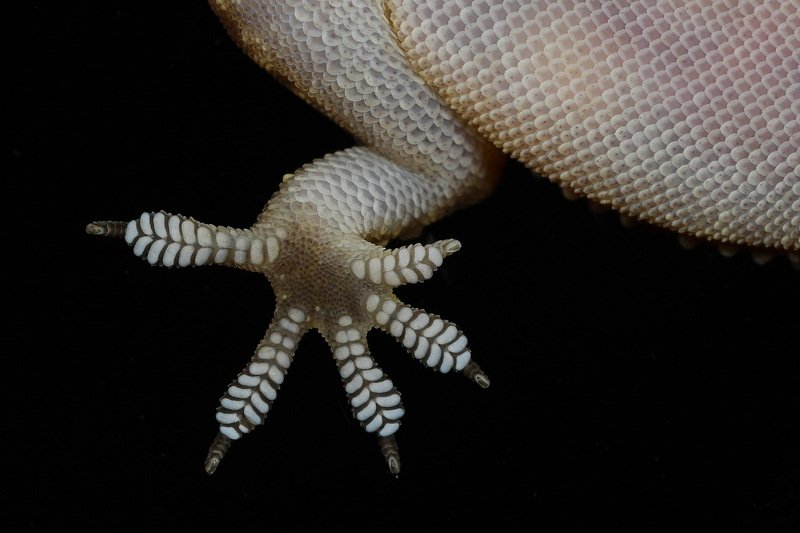 #gecko#leg#and#finger#details#macro#northcyprus Vantuzphoto preview