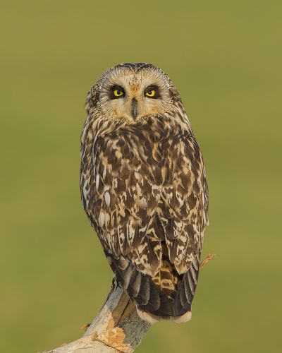 The Short eared owl
