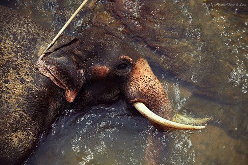 Ныряющие слоны