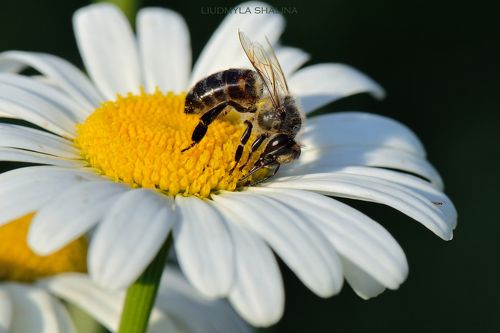 Труженица пчела