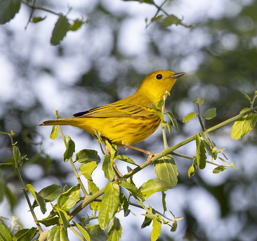 Yellow Warbler - Жёлтая древесница или золотистый лесной певун