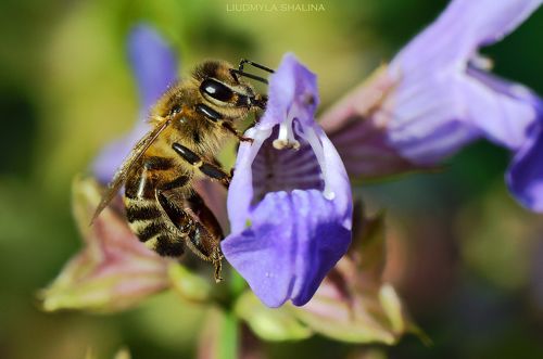 Пчелка на цветке шалфея