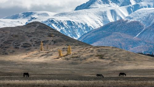 Алтайский пейзаж.