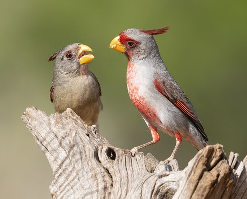 Feeding Time. Pyrrhuloxia - Пустынный кардинал или Попугайный кардинал
