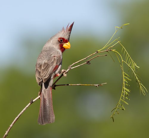 Pyrrhuloxia male - Пустынный или Попугайный кардинал