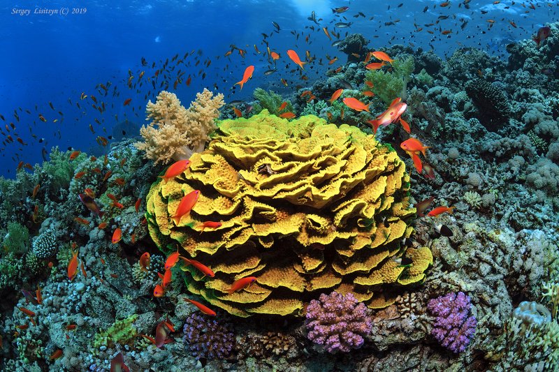 Коралловые рифы Красного моря.photo preview