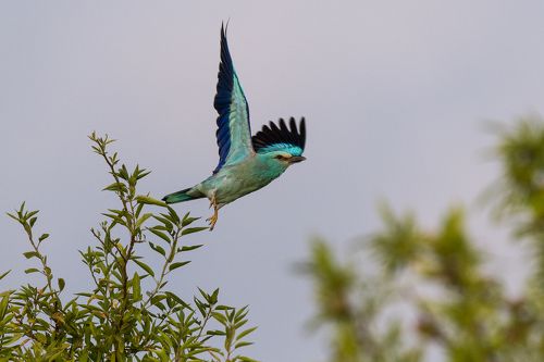 The migratory birds in Minervois area (Aude - France)