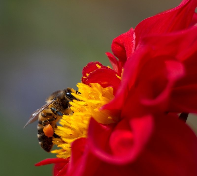 Пчела, цветок, лето, Алтай \