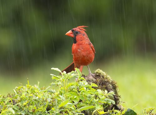 Птицы в дождь - Birds in the rain