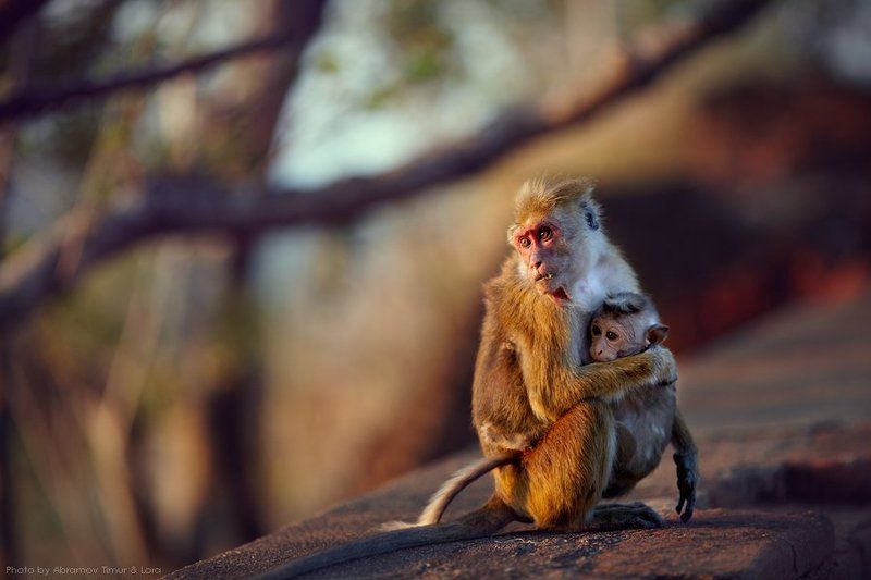макак, обезьяна, шри-ланка, цейлон Обитатели Львиной скалыphoto preview