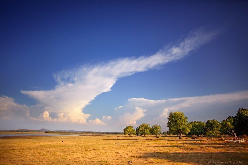 пейзаж, миннерия, облака, степь, шри-ланка, цейлон Облака над Миннериейphoto preview