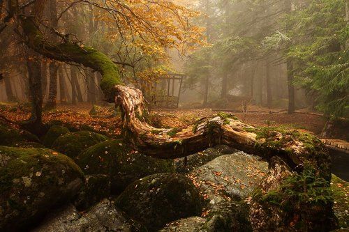 Сказочный Лес | Fairy Tale Forest