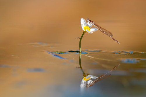 Delicate reflection