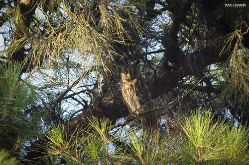 The long-eared owl