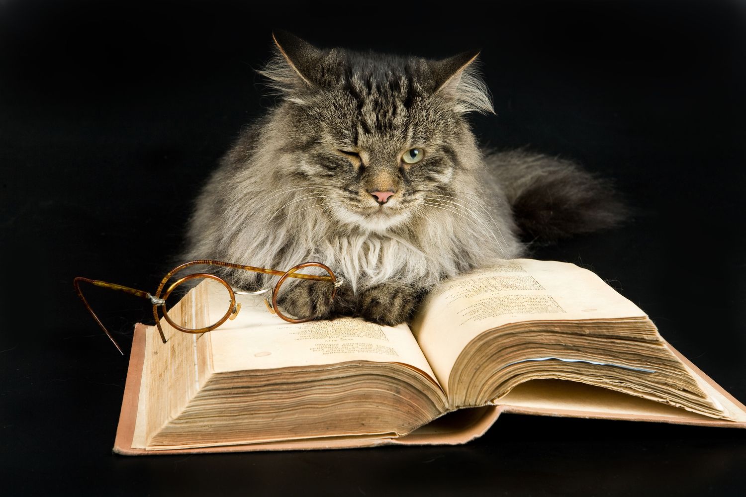 Книги ученый кот. Кот ученый. Умный кот. Кот с книгой. Кот с книжкой.