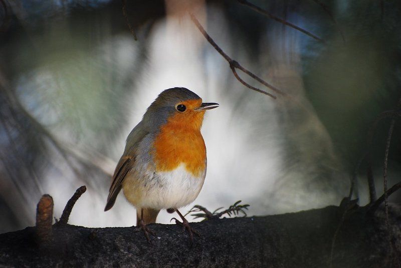 robin, birds Robinphoto preview