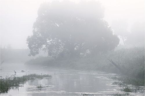 Река, туман и цапля.