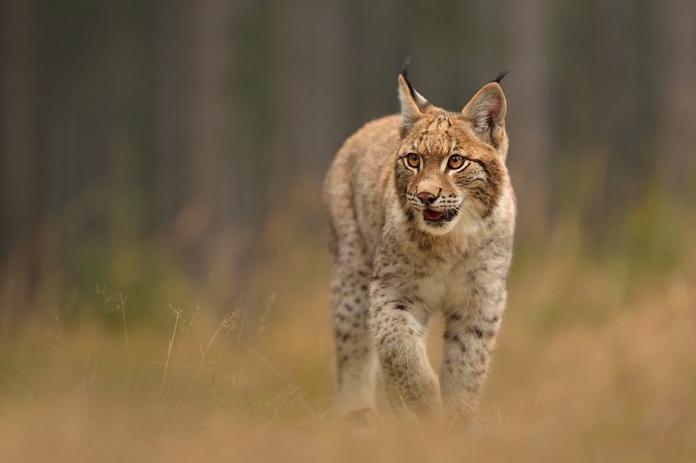 Photo contest Wild cats - 35AWARDS