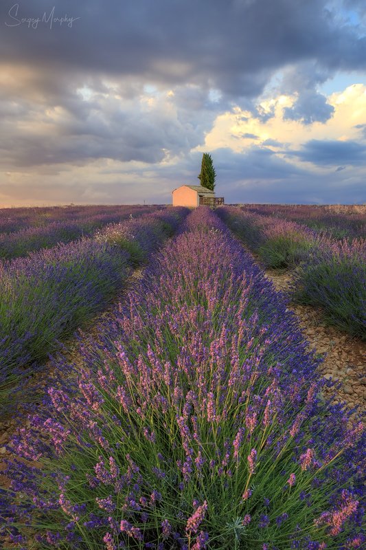 lavender fields small house provence Lavender fields & small house in Provence.photo preview