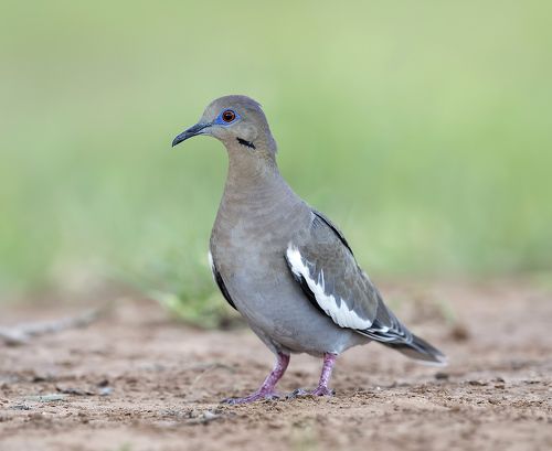 White-winged Dove - Белокрылая горлица