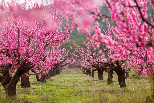 Цветение персиковых садов