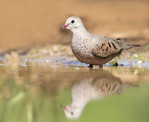 Common ground Dove - Воробьиная Земляная горлица
