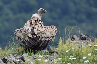 Griffon vulture