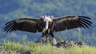 Griffon vulture