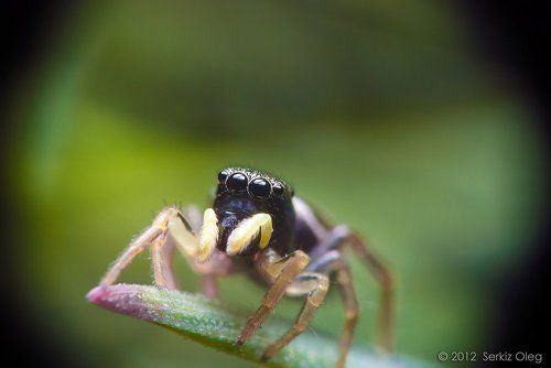 Adult Male Jumping Spider Heliophanus auratus (3мм)