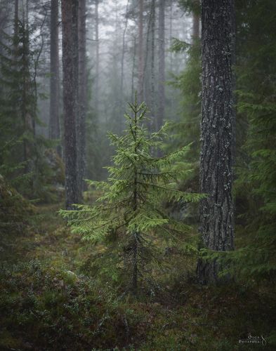 Сказка северного леса