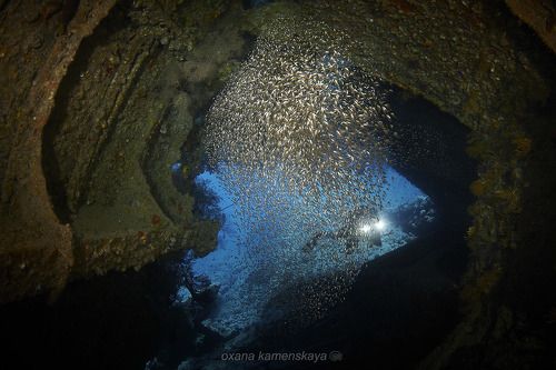 Стая стеклянных рыб внутри затонувшего корабля
