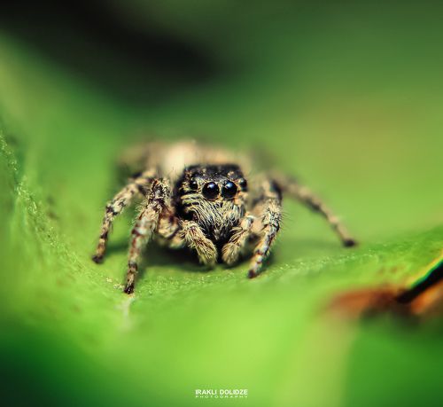 Jumping Spider (first attempt)