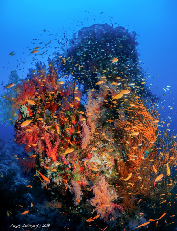 Коралловый рай.photo preview