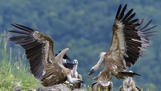Griffon vulture
