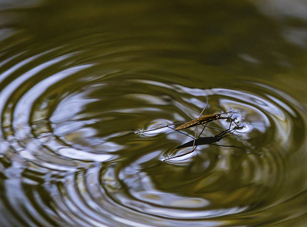 Водомерка фото для детей