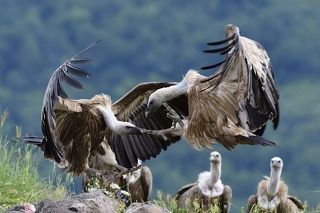 Griffon vulture