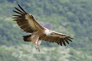Griffon vulture