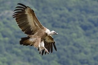 Griffon vulture