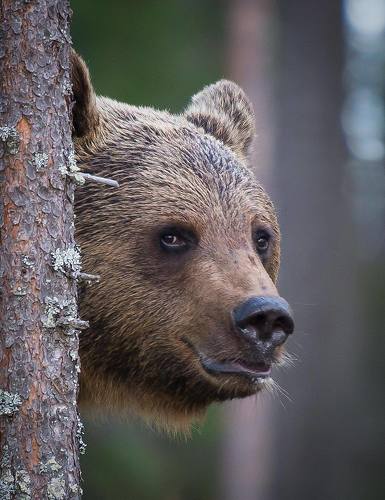 Bear surprise, Finland