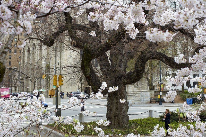 нью-йорк Весна идёт, весне дорогу!photo preview