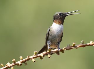 Колибри - Ruby-throated Hummingbird  male