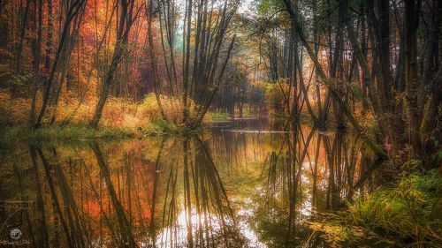 Forest mirror reflection