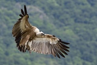 Griffon vulture