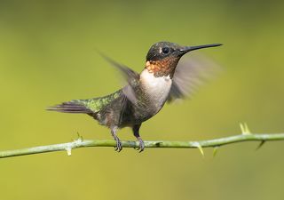 Колибри - Ruby-throated Hummingbird