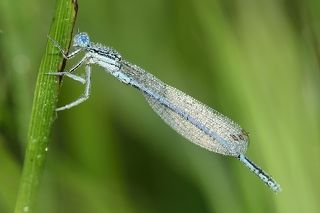 Zygoptera