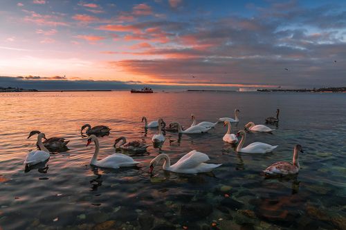 Лебеди в Севастопольской бухте